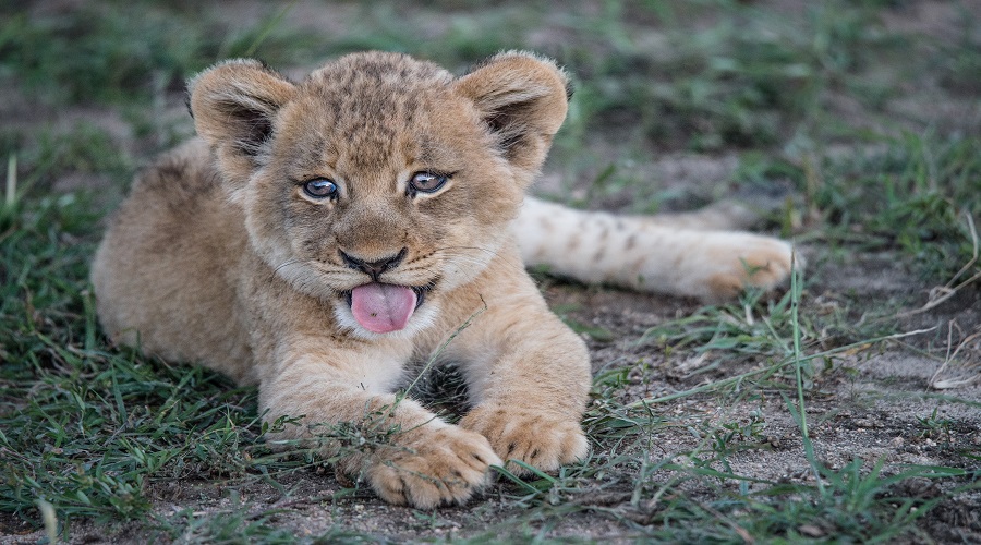Unforgettable Day Trips and Safari Tours in Tanzania